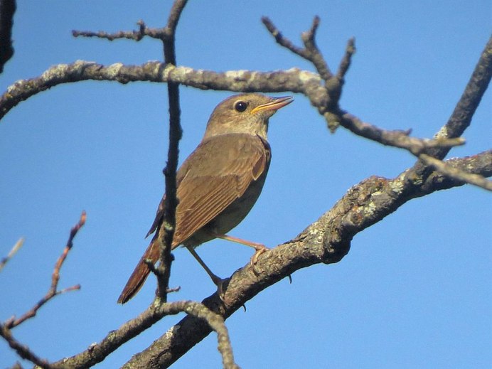 Соловей Перелетная птица