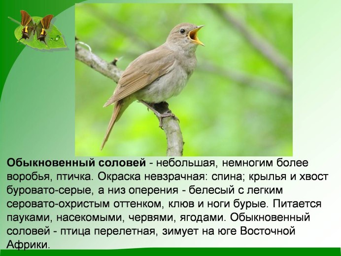 Западный Соловей