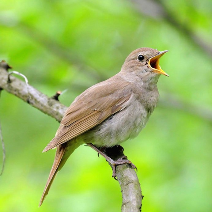 Соловей Перелетная птица