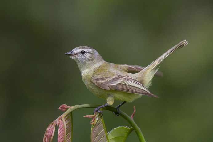 Соловей Перелетная птица