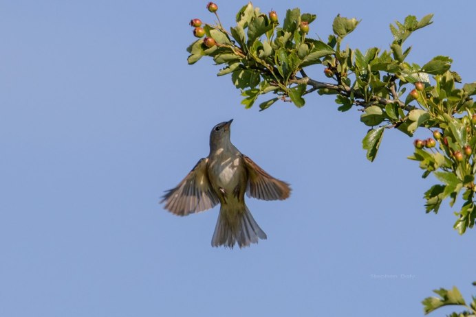 Соловей ареал
