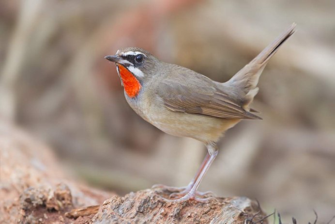 Курский Соловей птица
