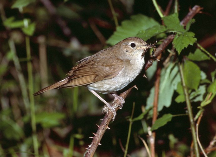 Соловей на белом фоне
