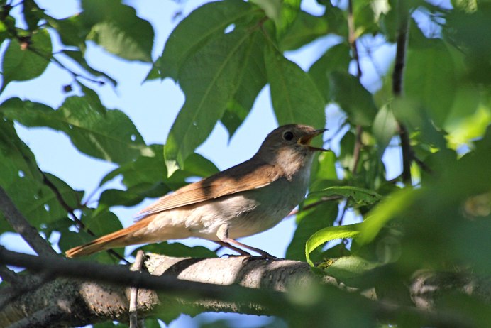 Мухоловка горихвостка птица