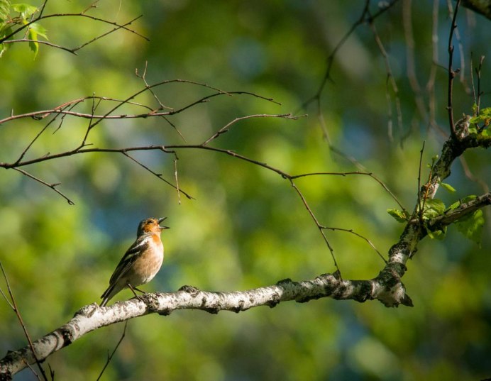 Соловьиный край Курск