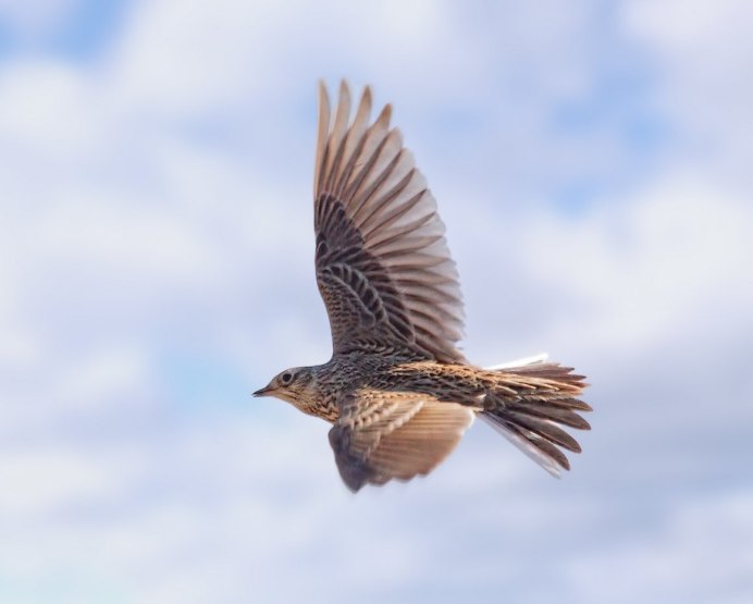 Певчие птицы Урала перелетные