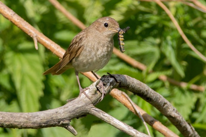 Птицы Подмосковья Соловей