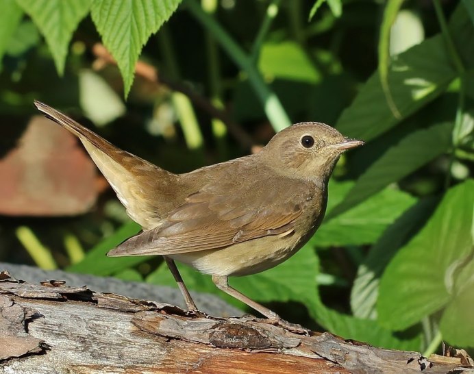 Борис и Глеб Сеятели 15 мая