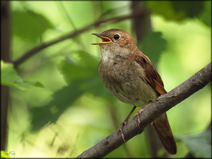 Соловей Воронежская область