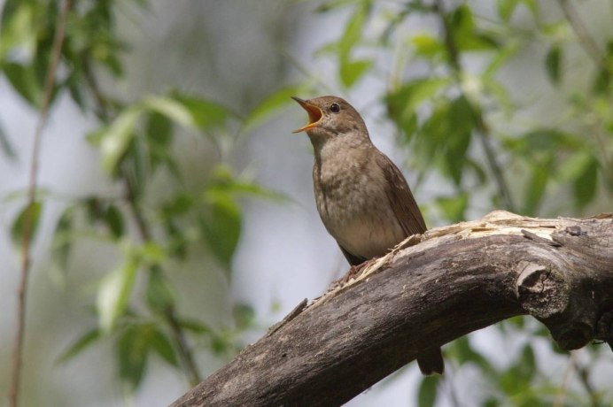 Соловей Соловушка