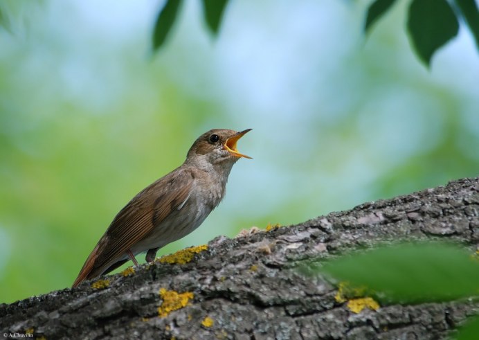 Обыкновенный Соловей самка