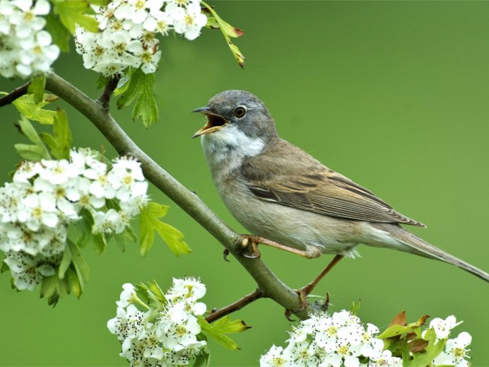 Соловей Перелетная птица