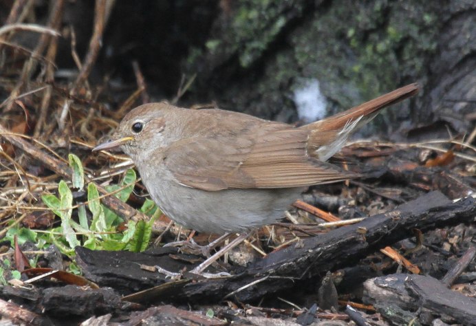 Соловей Перелетная птица