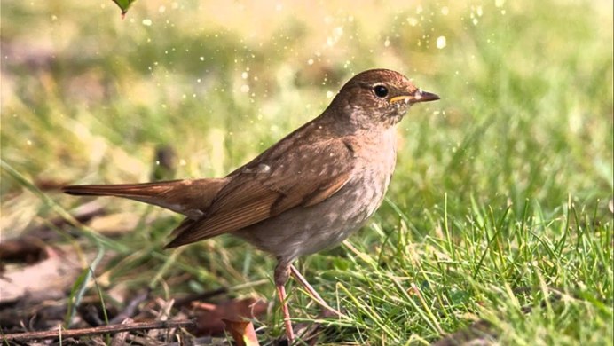 Соловей Перелетная птица