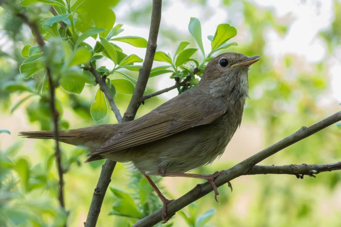 Соловей Перелетная птица