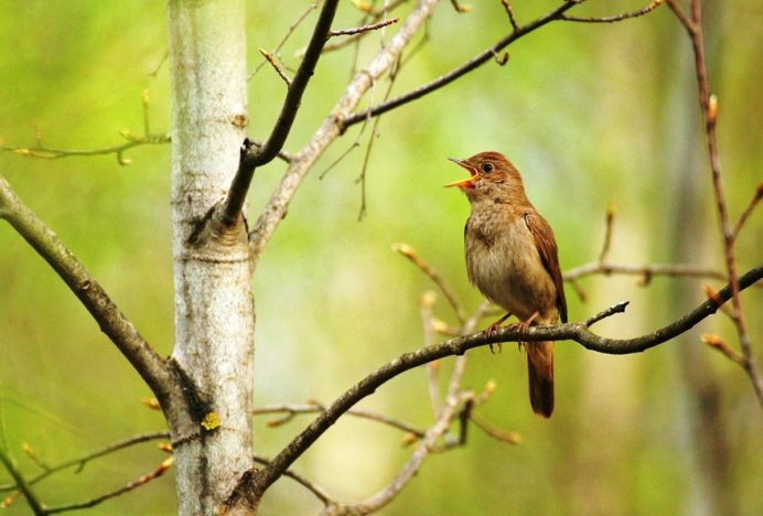 Соловей весной