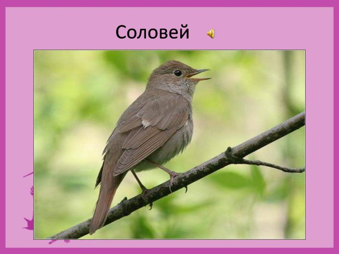 Карточки вундеркинд с пеленок птицы