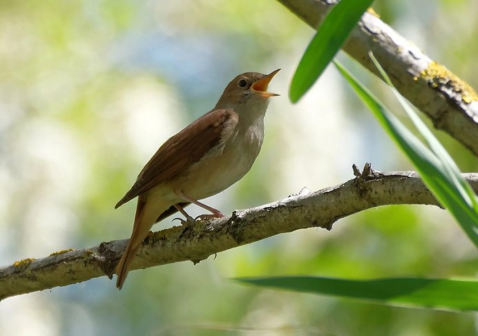 Соловей Восточный