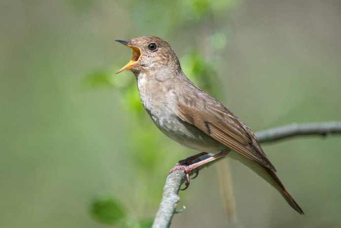 Соловей (Luscinia Luscinia)