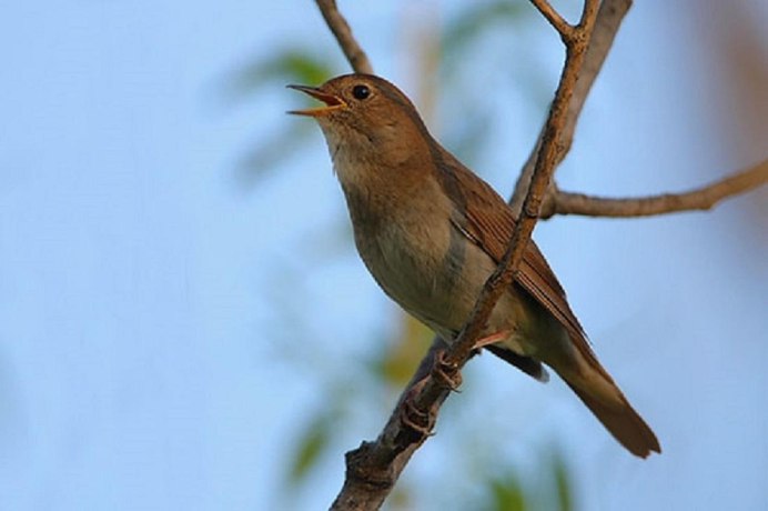 Соловей птица