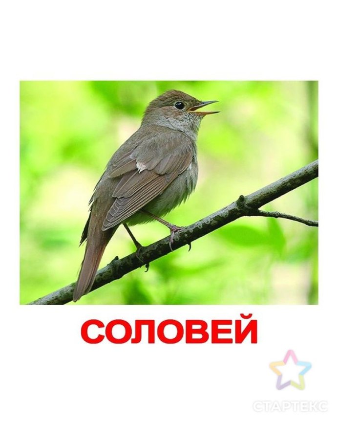 Полевой Жаворонок полет