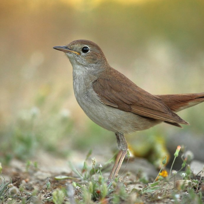 Соловей птичка певчая