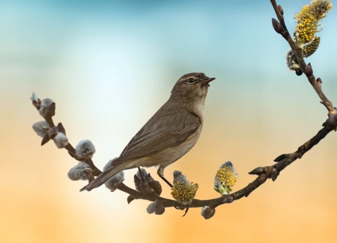 Жаворонок поет