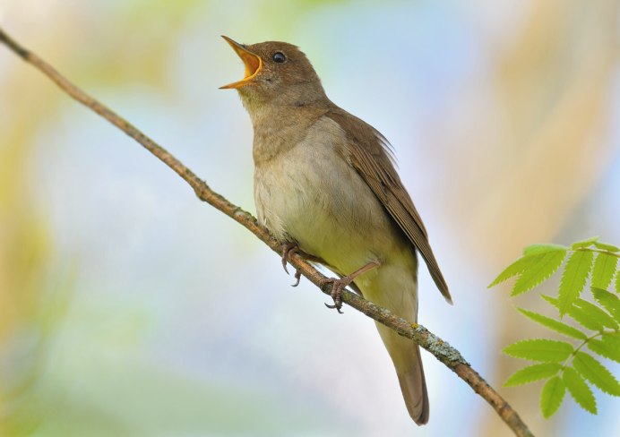 Дрозд рябинник