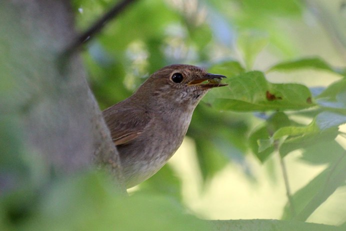 Соловьи поют заливаются