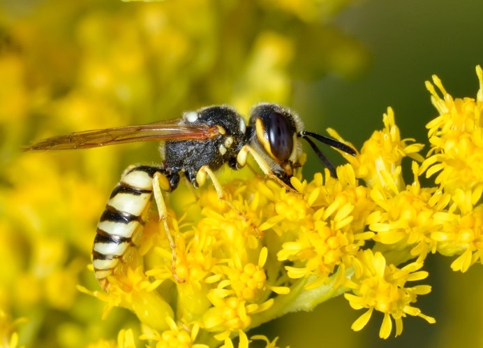 Philanthus Triangulum