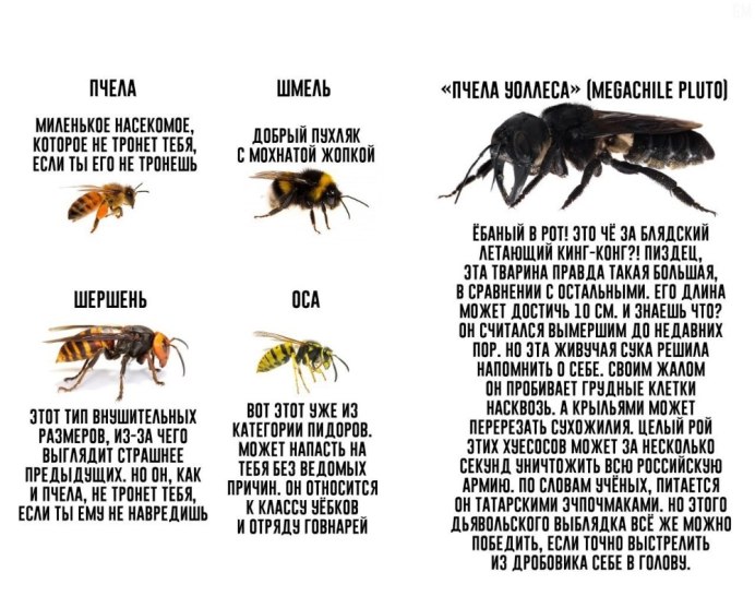 Взлет вверх, рост пчелы