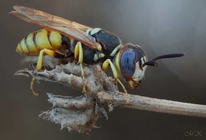 Philanthus Triangulum