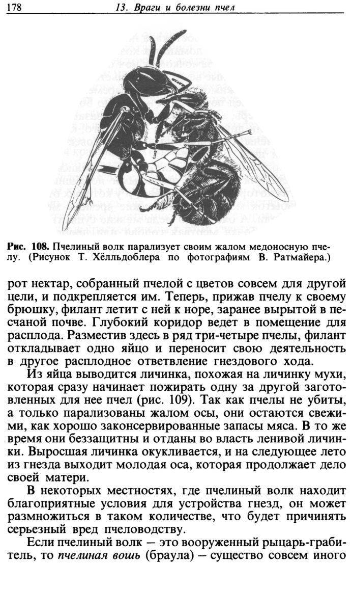 Оса рисунок