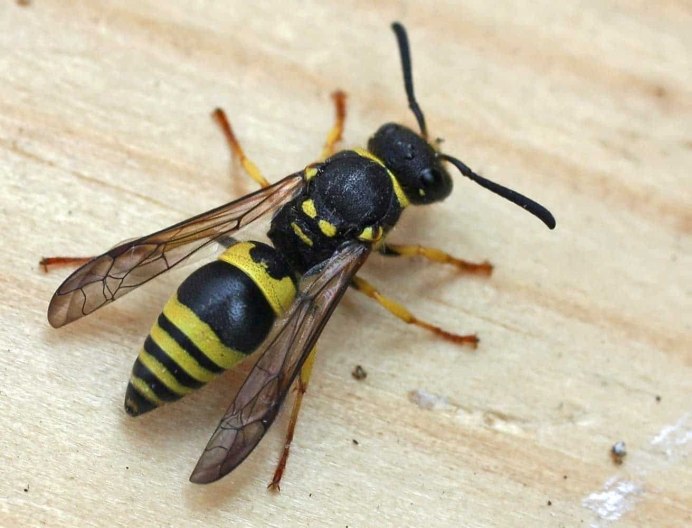 Оса Vespidae