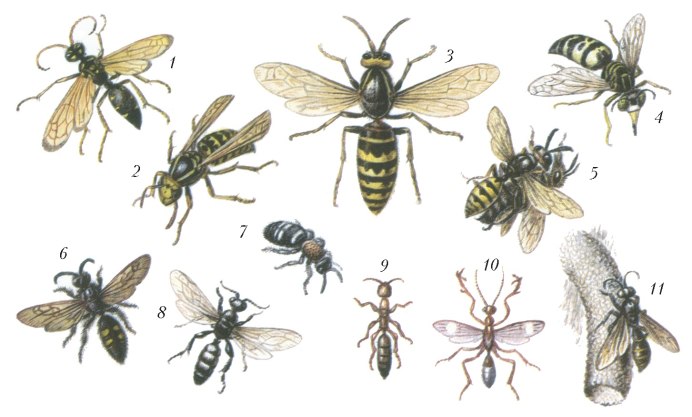Wasp vs Hornet