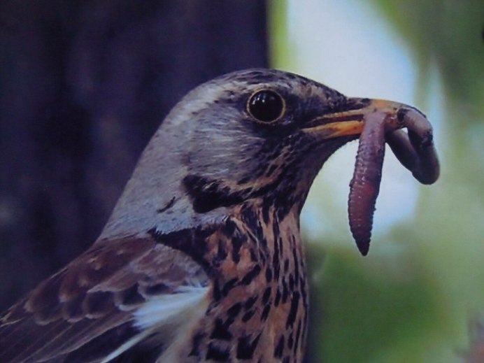 Птицы питающиеся насекомыми