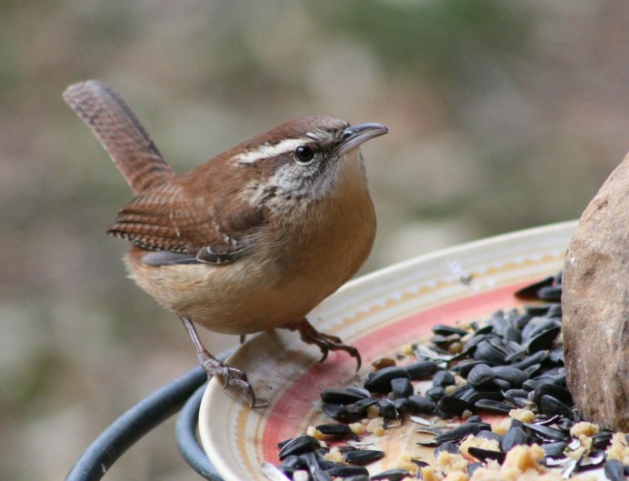 Птица с коричневой шапочкой