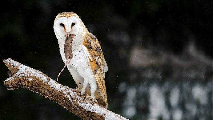 Сипуха обыкновенная охота