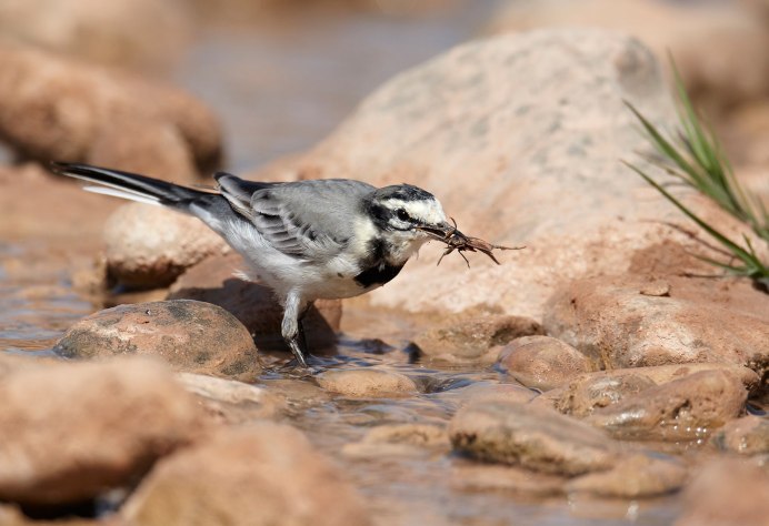 Что питается белая трясогузка