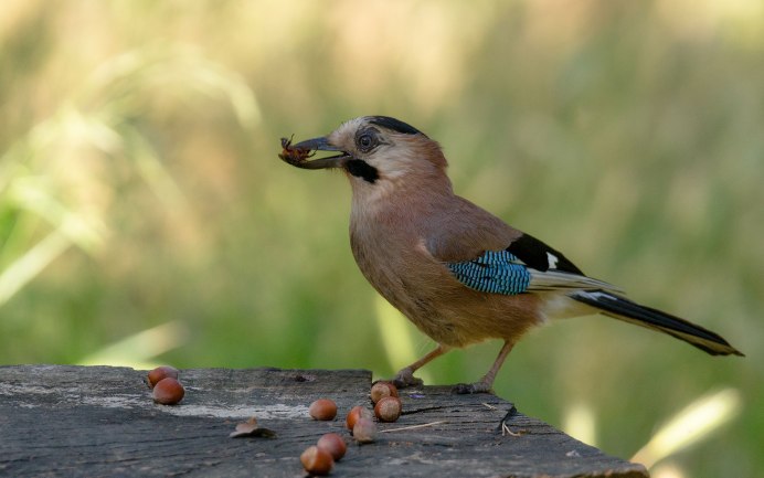 Сойка с желудем