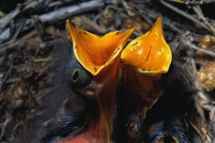 Желторотик птица птенец