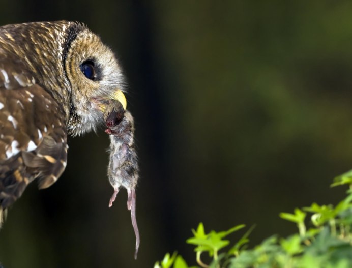 Сыч птица охотится