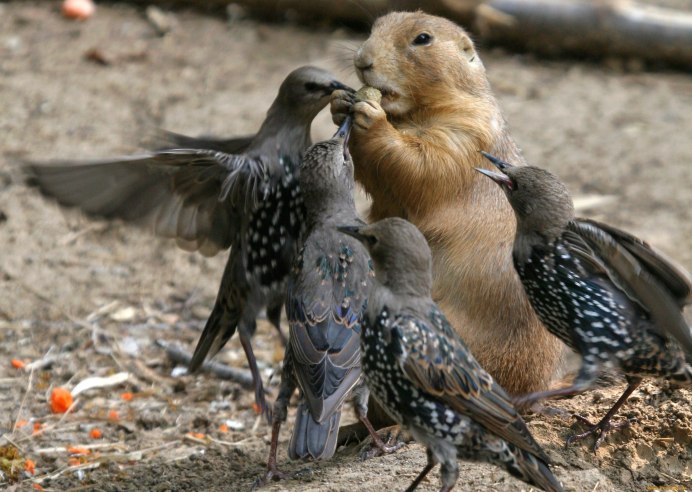 Животные и птицы