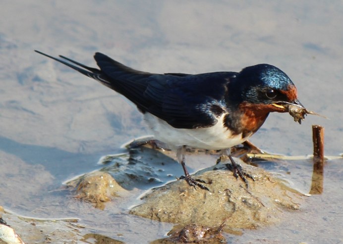 Hirundo Rustica птица
