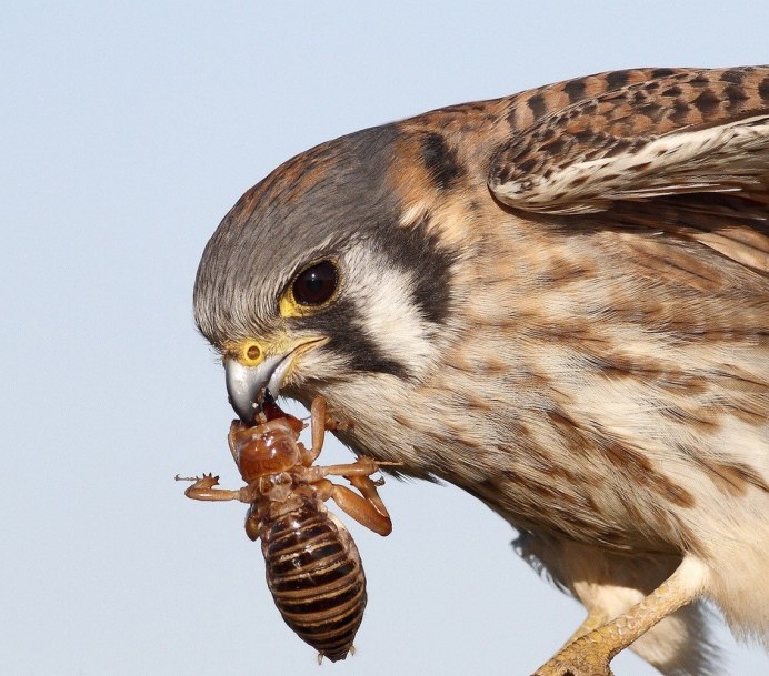 Кобчик пустельга