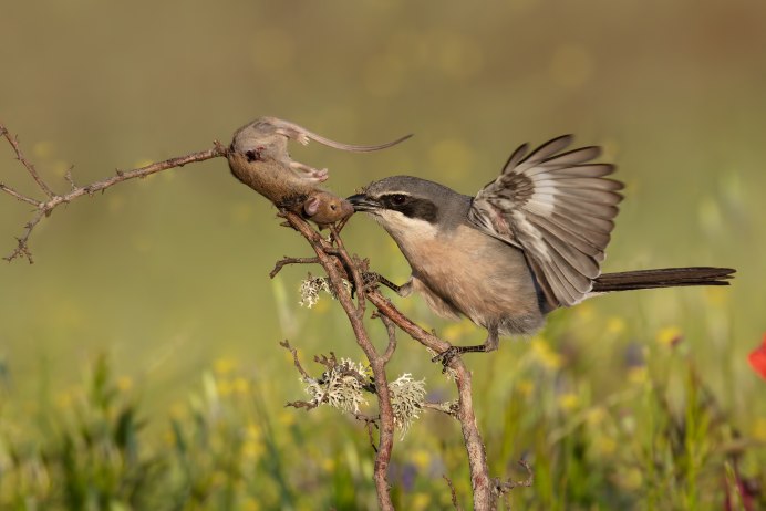 Сорокопут жулан охота