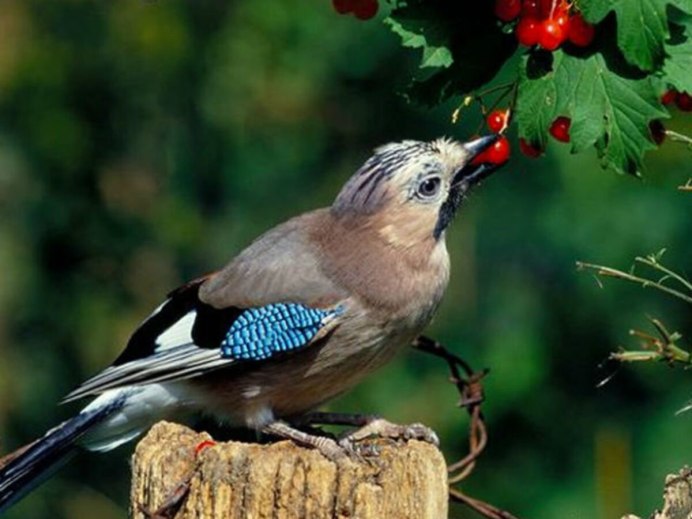 Сойка голубая клюет