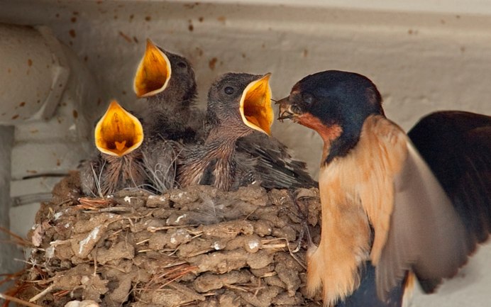 Гнездовые птицы