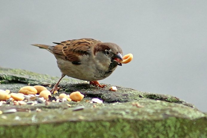 Воробей клюет