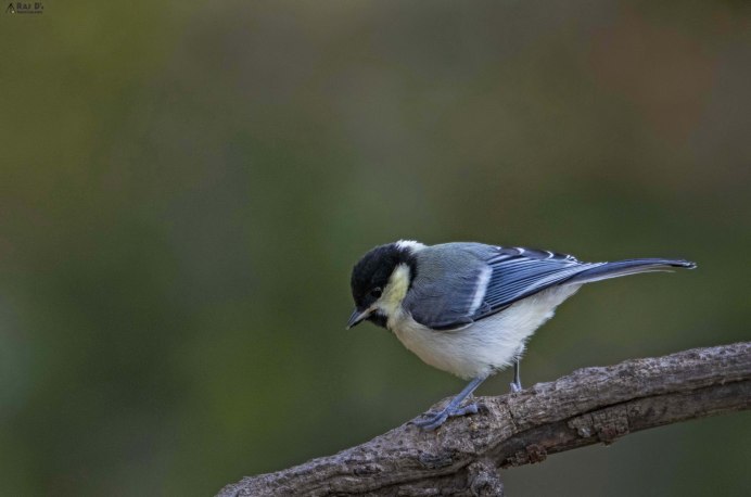 Синица пустынная